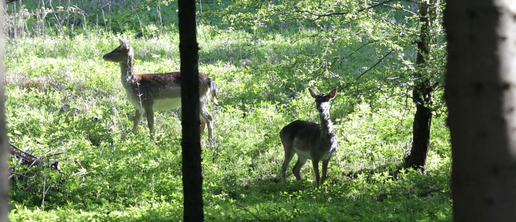 Deer in woodland